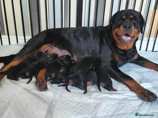 Rottweiler dogs Rottweiler puppies - Advert 2