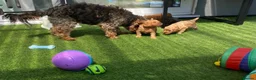 Cavapoo dogs for sale: Stunning toy-Cavapoo fully DNA tested parent   - Advert 14