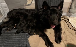 German Shepherd dogs for sale: Shepherd puppies for sale  - Image 4