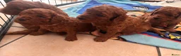 Cavapoo dogs for sale: 💕💕💕  F1 Cavapoo females Deep  Red  puppies  - Advert 2
