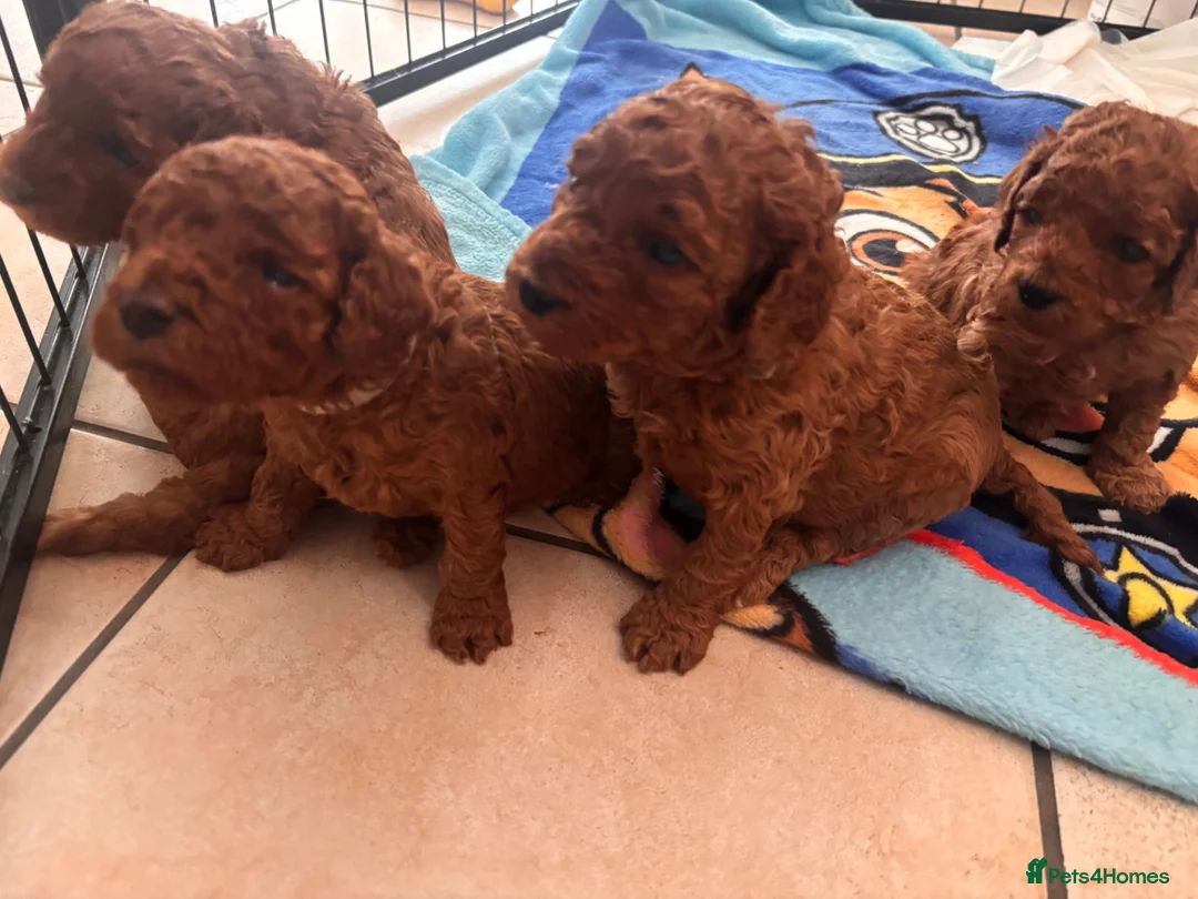 Cavapoo dogs for sale: 💕💕💕  F1 Cavapoo females Deep  Red  puppies  - Advert 2