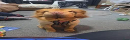 Shar Pei dogs for sale: Teddy bear coat apricot sharpei  in Gosport - Advert 3