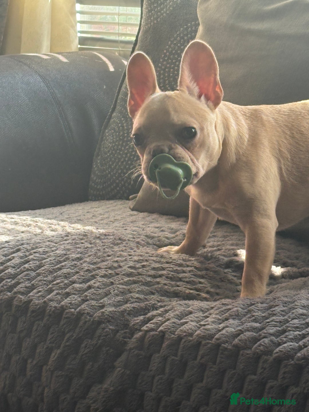 French Bulldog dogs for sale: Male frenchie  - Image 4