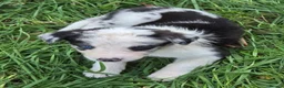 Border Collie dogs for sale: 8 Absolutely stunning Puppies Looking for new home in Montgomery - Advert 23