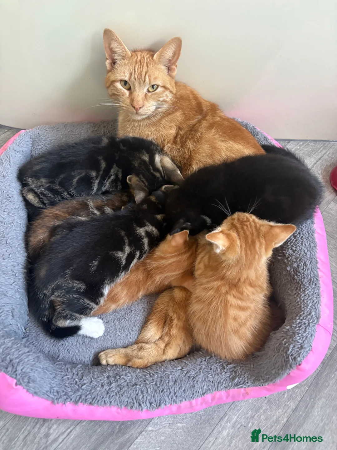 Mixed Breed cats for sale: Beautiful kittens - Advert 1