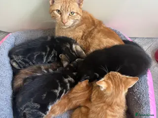 Mixed Breed cats Beautiful kittens - Advert 1