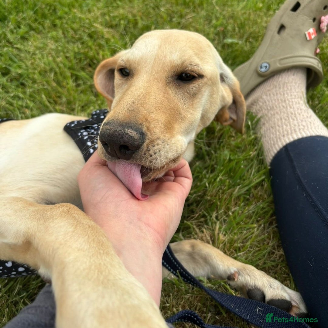 Mixed Breed dogs for adoption: Sika (Labrador/Pointer mix) - Image 14