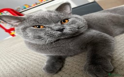 British Shorthair cats for sale: Kitten’s British shorthair  - Image 5
