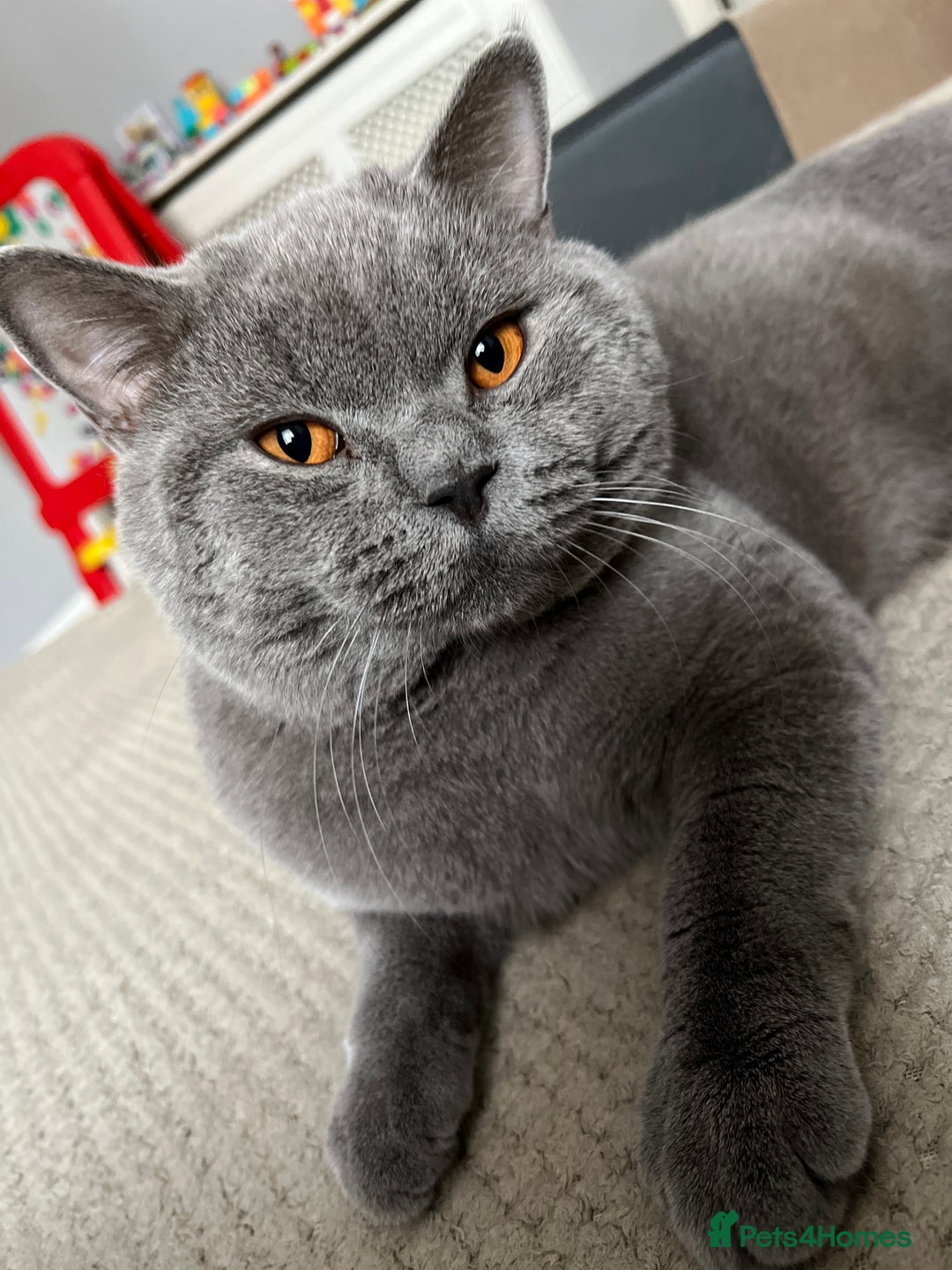 British Shorthair cats for sale: Kitten’s British shorthair  - Image 5