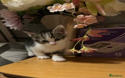 British Shorthair cats for sale: British shorthair kittens  in Nottingham - Image 20