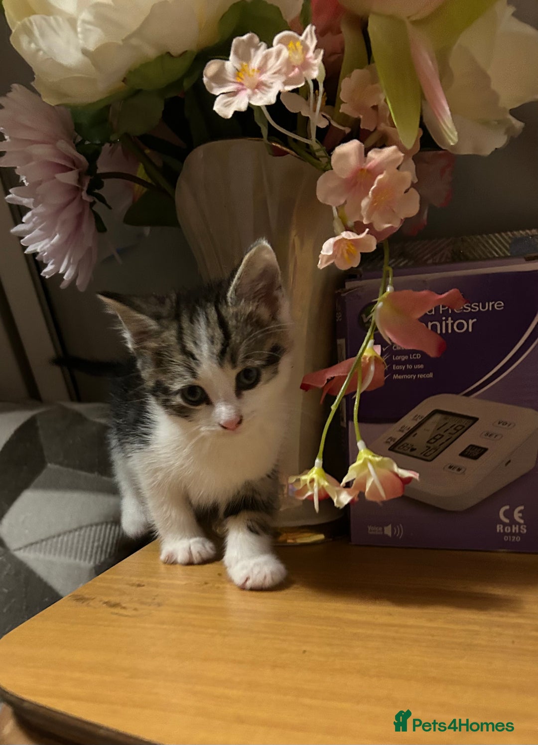 British Shorthair cats for sale: British shorthair kittens  in Nottingham - Image 20