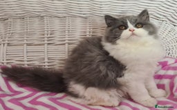 British Longhair cats for sale: Tica registered British Longhair Lady Rehome - Image 24