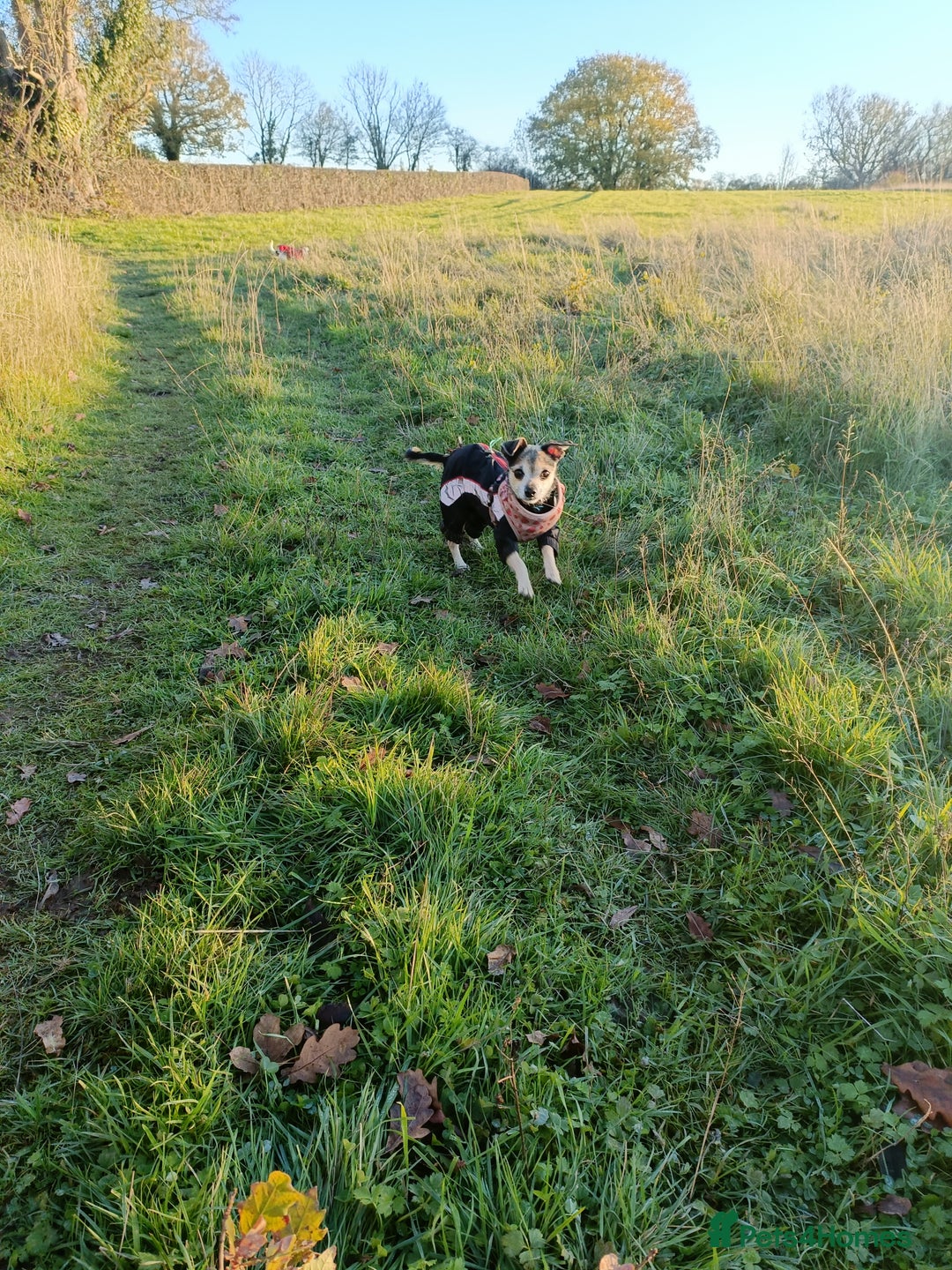 Mixed Breed dogs for sale: 3/4 chihuahua x 1/4 Italian greyhound - Advert 2