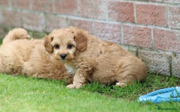 Cockapoo dogs for sale: Beautiful F1 Cockapoo puppies for sale - Image 9