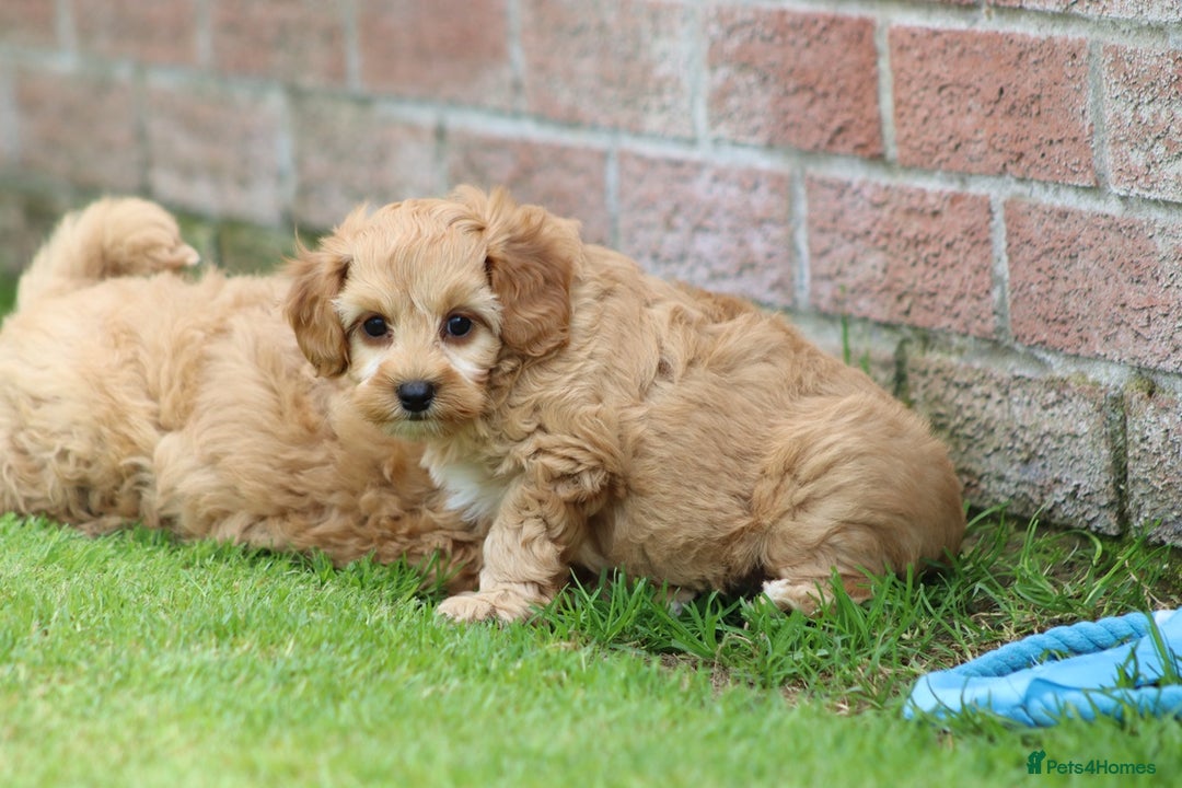 Cockapoo dogs for sale: Beautiful F1 Cockapoo puppies for sale - Image 9