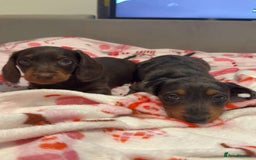 Doxiepoo dogs for sale: Stunning doxiepoos ready November 3rd - Image 4