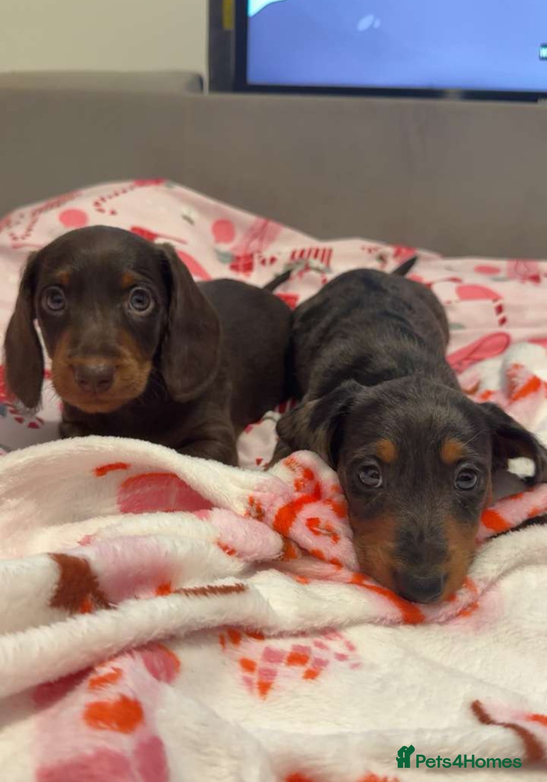 Doxiepoo dogs for sale: Stunning doxiepoos ready November 3rd - Image 4