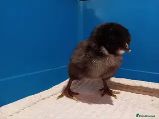 Chickens poultry Chicks looking for loving homes 🐥 - Advert 1