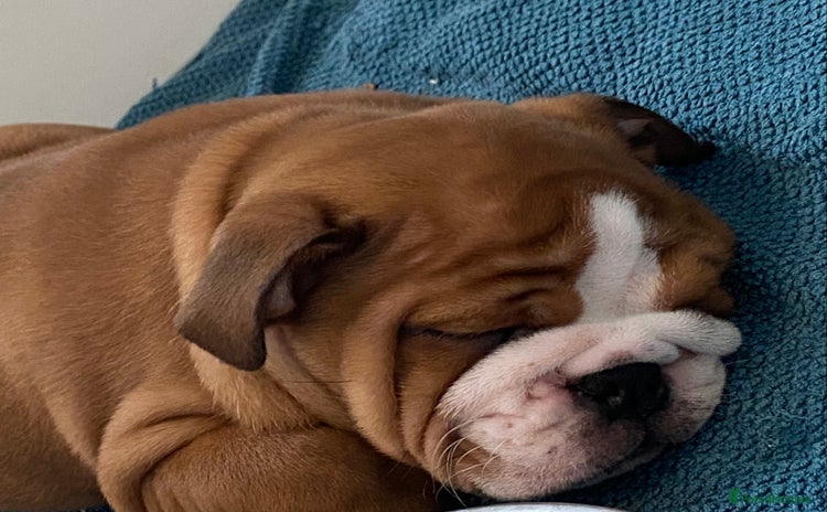 English Bulldog dogs - Advert 2