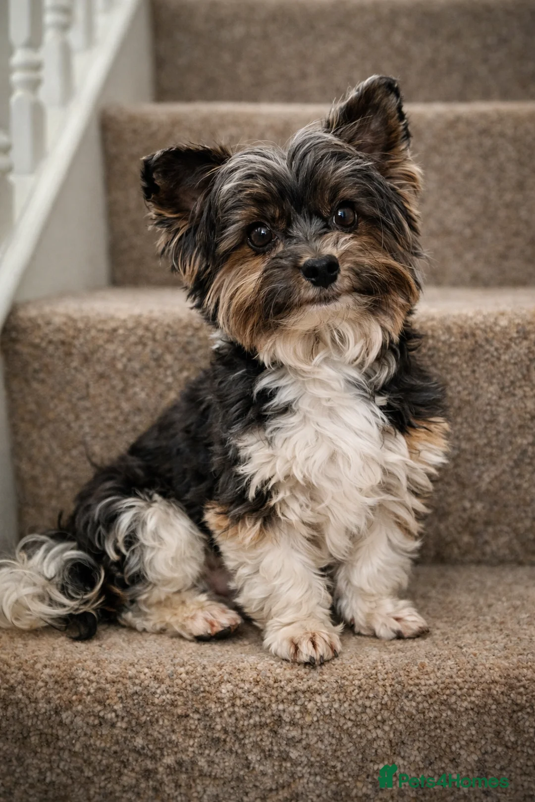 Yorkshire Terrier dogs for stud: Purebred BiewerTerrier/ColourfulYorkie Proven Stud - Advert 2