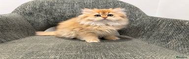 British Longhair Kitten 1