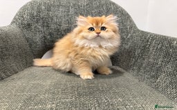British Longhair cats for sale: Golden and Blue golden British longhairs - Image 13