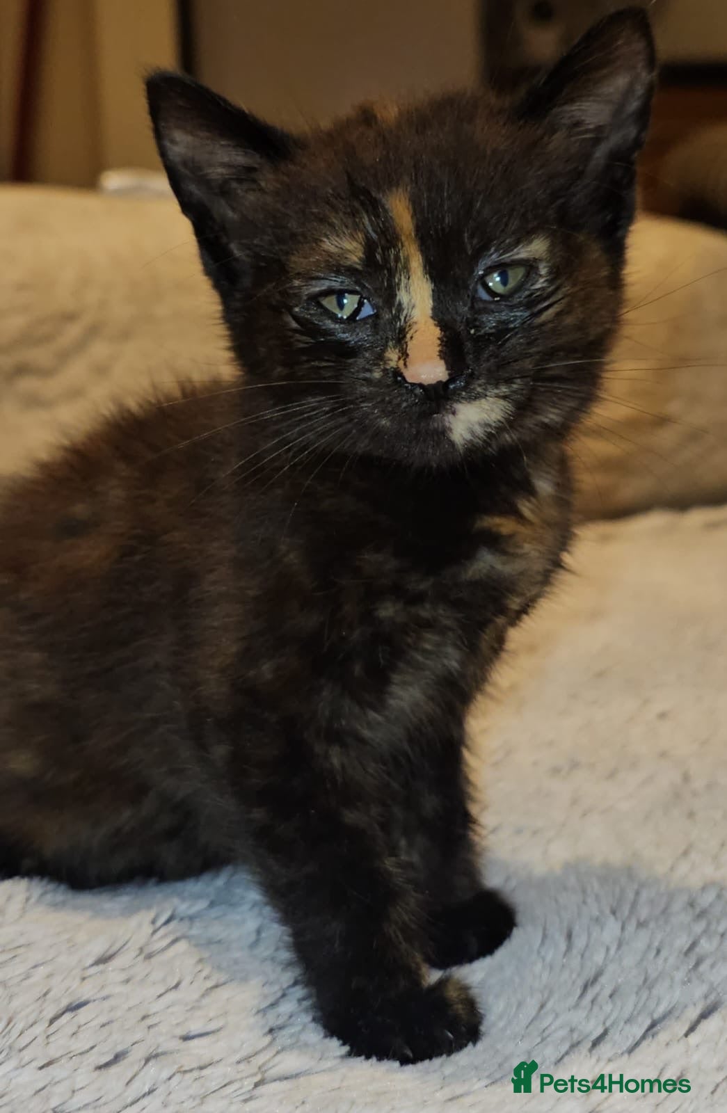 Domestic Shorthair cats Rescue tortoiseshell kitten needs home of her own  - Advert 1