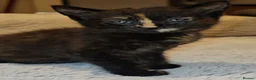 Domestic Shorthair cats for adoption: Rescue tortoiseshell kitten needs home of her own  in Hook - Advert 1