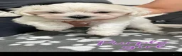 Maltese dogs for sale:  Beautiful Maltese Puppies Looking Loving Homes  - Advert 12