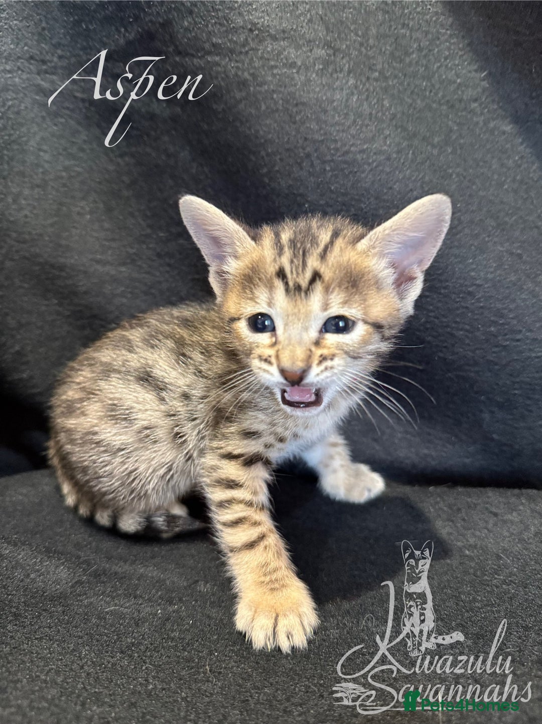 Savannah cats for sale: Exceptional Quality Tica Registr. Savannah Kittens - Image 3