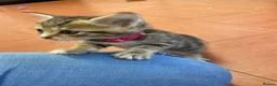 Mixed Breed cats for sale: Tabby kittens for sale  in Prenton - Advert 8