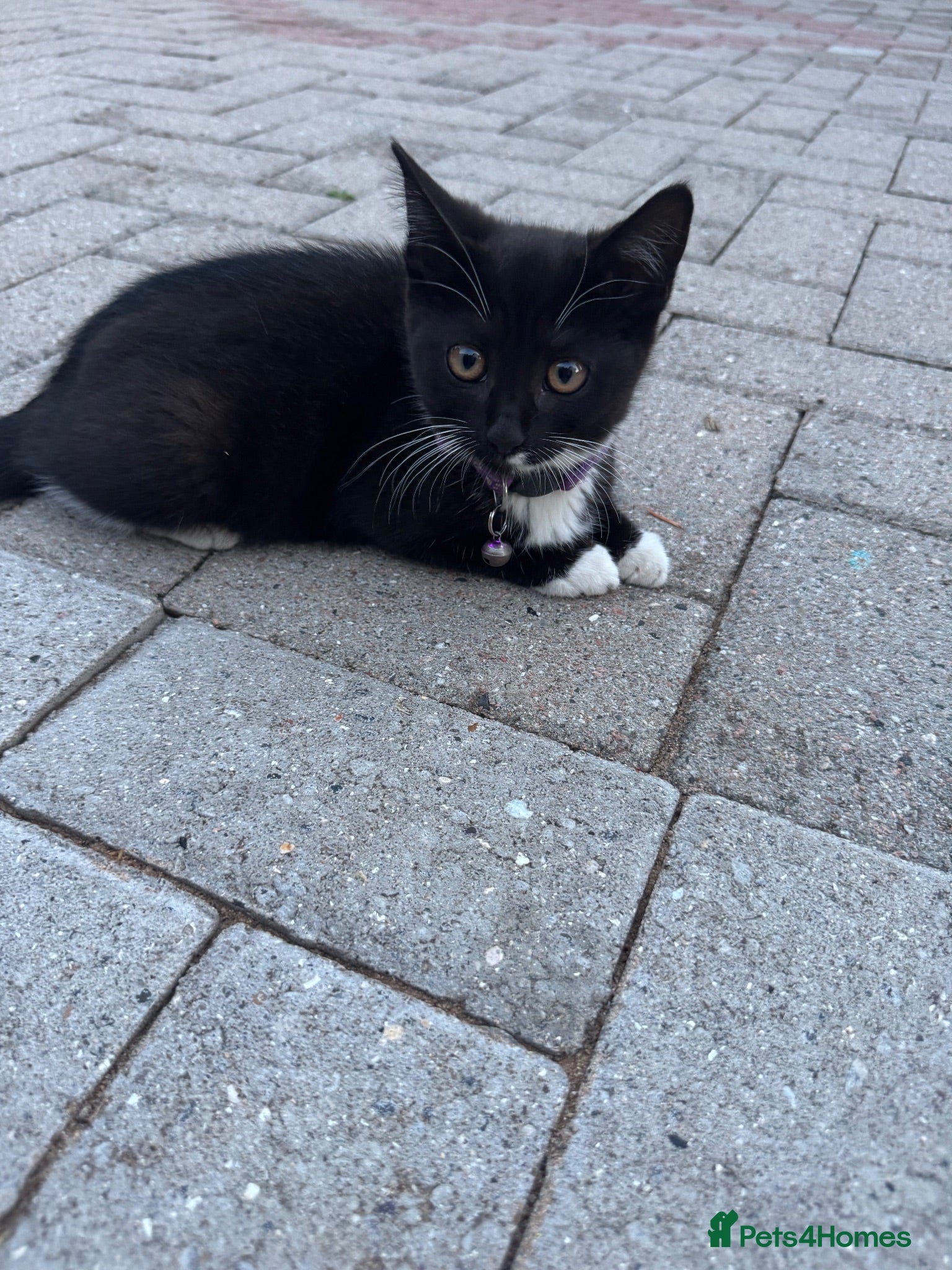 Mixed Breed cats Kittens for sale - Advert 1