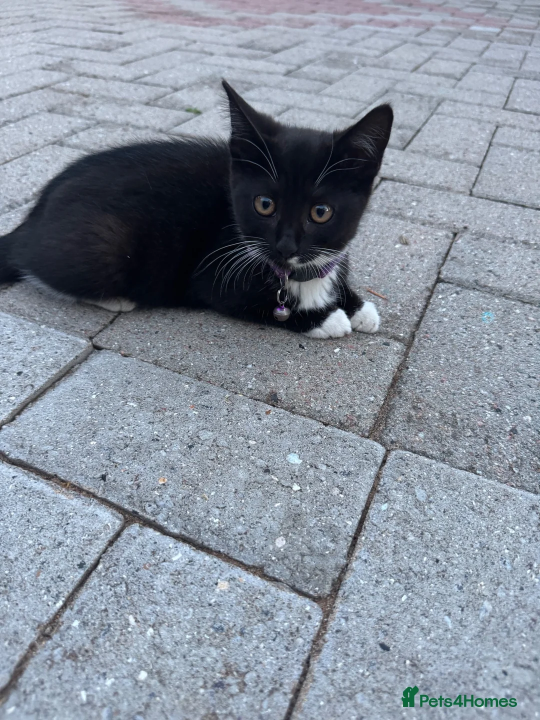 Mixed Breed cats for sale: Kittens for sale in Swansea - Advert 1