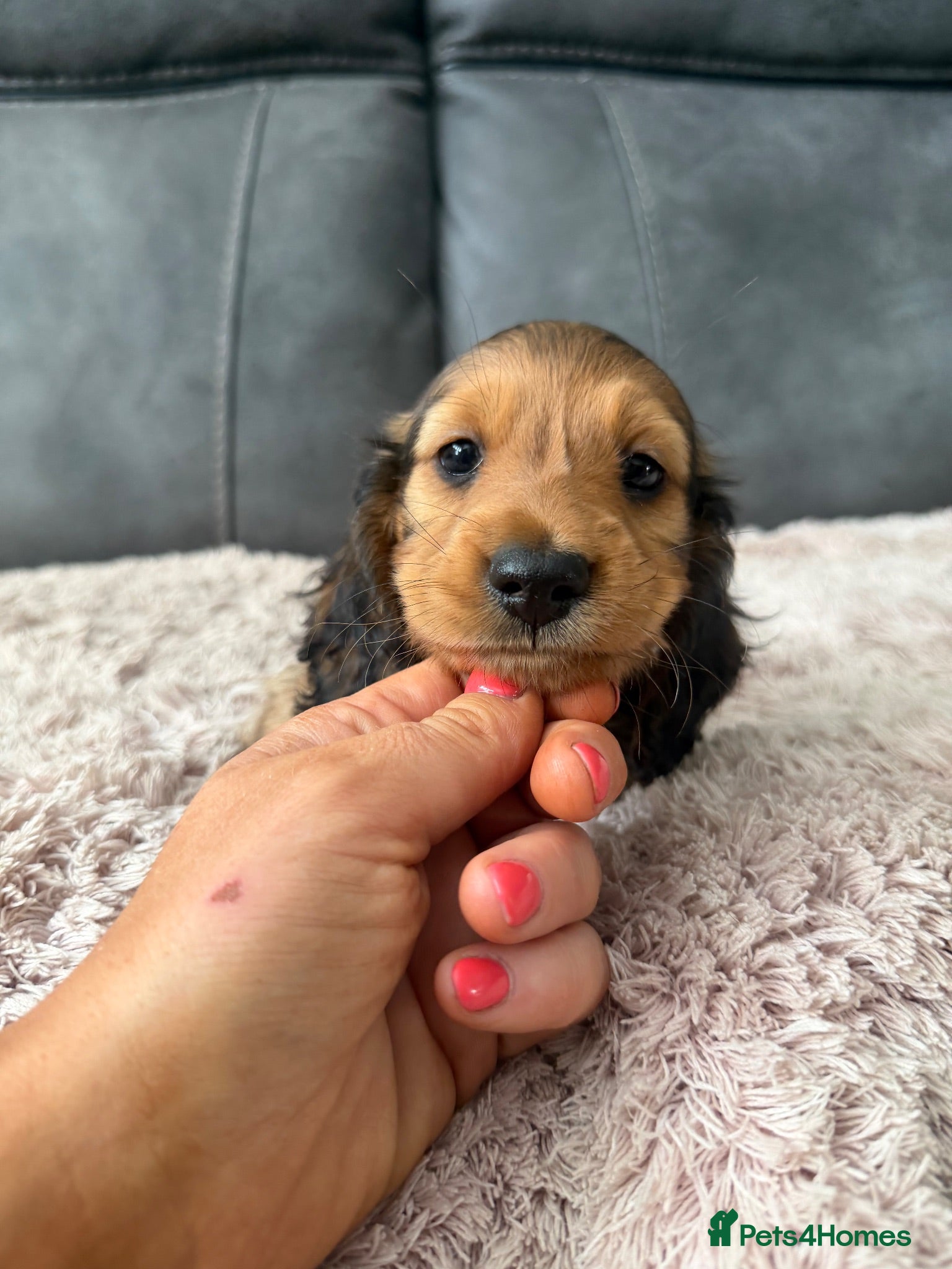 Miniature Dachshund dogs Quality miniature dachshunds  - Advert 1
