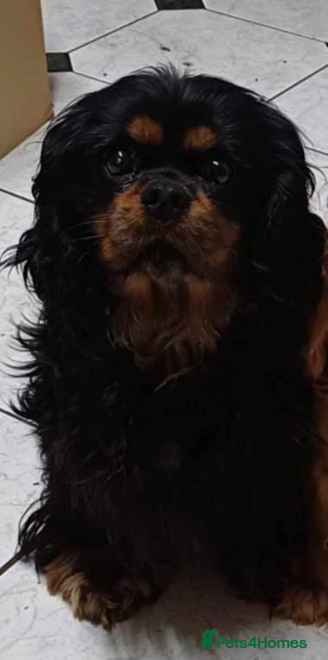 Cavalier King Charles Spaniel dogs for stud: Kc health tested black and tan in Wisbech - Advert 4