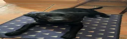Labrador Retriever dogs for sale: Joey - Black Working Line Labrador Retriever  - Advert 4