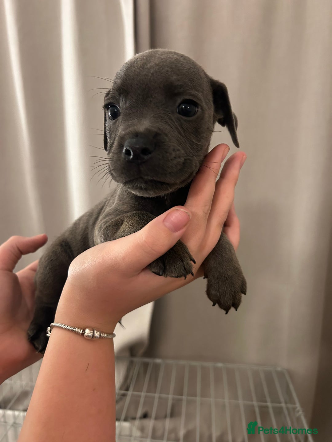 Staffordshire Bull Terrier dogs for sale: Stunning pure blue staffies - Image 13