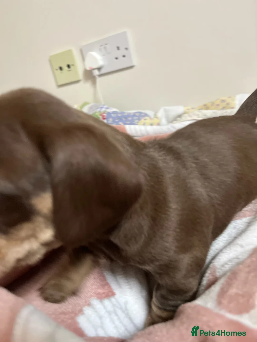 Miniature Dachshund dogs for sale: . Mini Dutch Hound Pups – Choc & Dapple - Advert 18