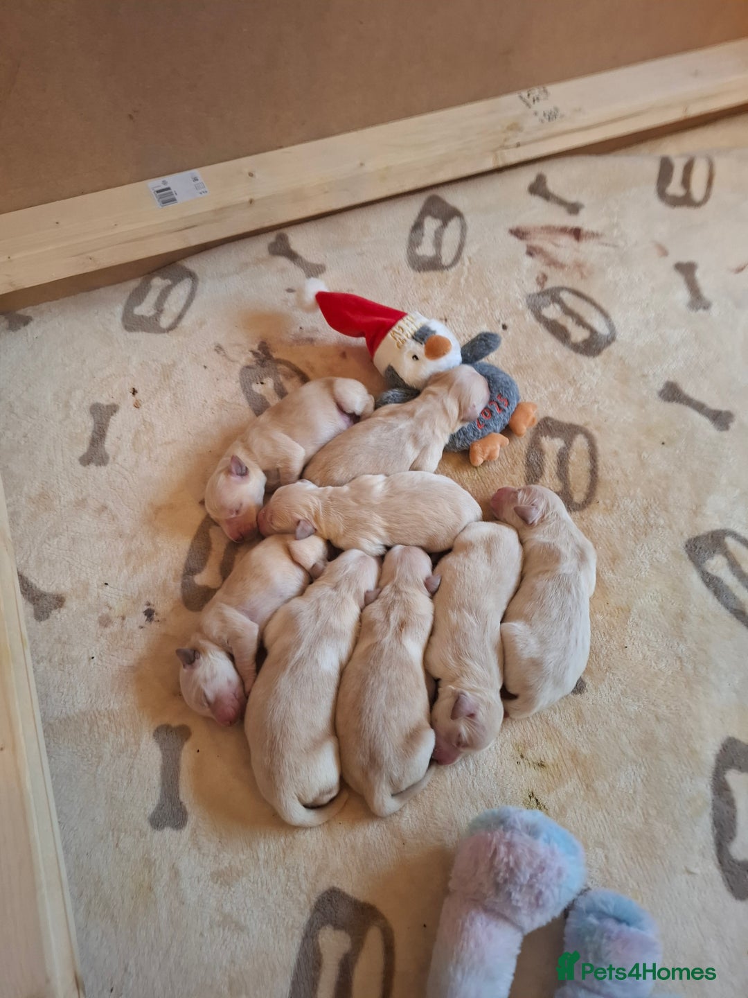 Golden Retriever dogs for sale: KC reg golden retriever puppies - Advert 8