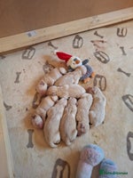 Golden Retriever dogs - Advert 1