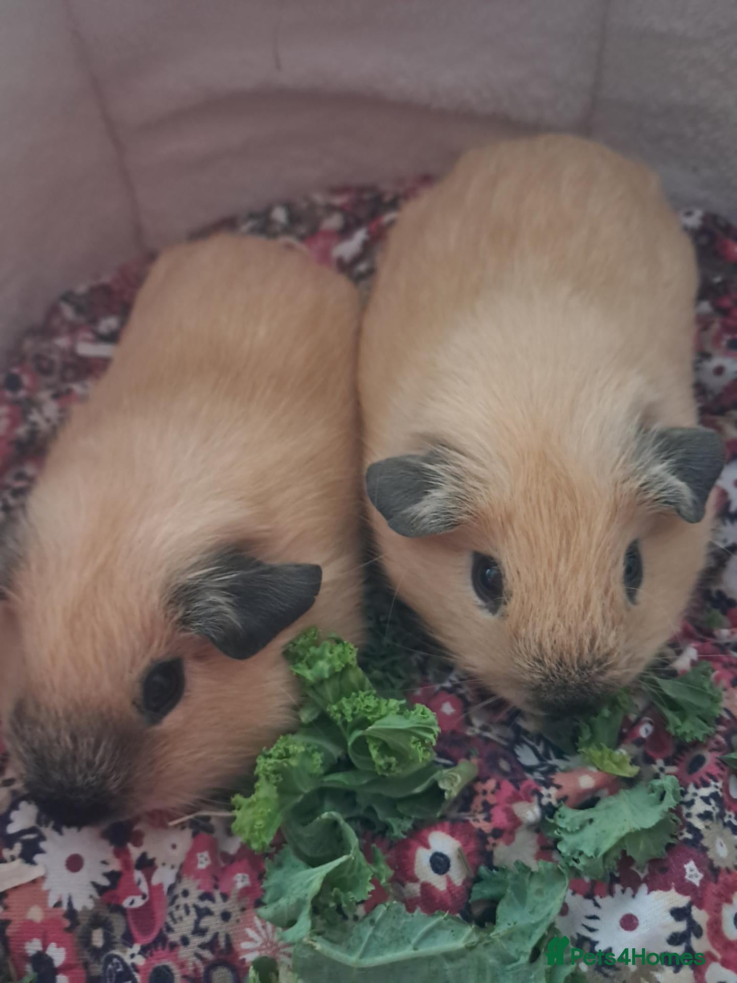 Guinea Pig rodents PURE CALIFORNIAN BABY GUINEA PIGS - Advert 10