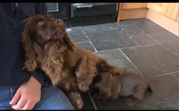 Cocker Spaniel dogs for sale: Cocker Spaniel Puppies Ready To Go!  - Image 11