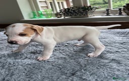 Pointer dogs for sale: KC reg Pointer Puppies - Image 29
