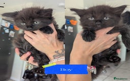 Mixed Breed cats for sale: 5 beautiful mix breeds  - Image 2