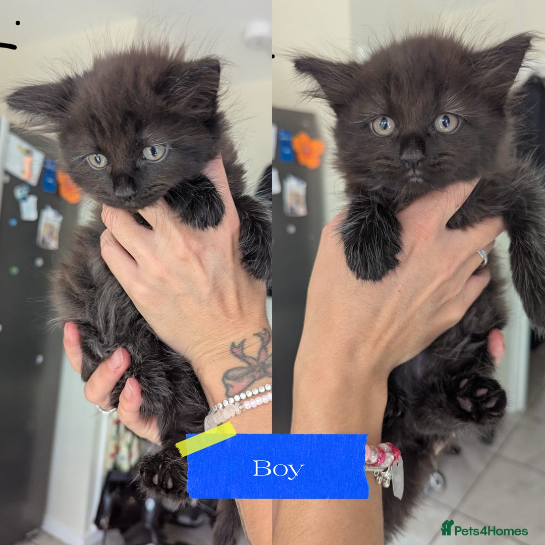Mixed Breed cats for sale: 5 beautiful mix breeds  - Image 2