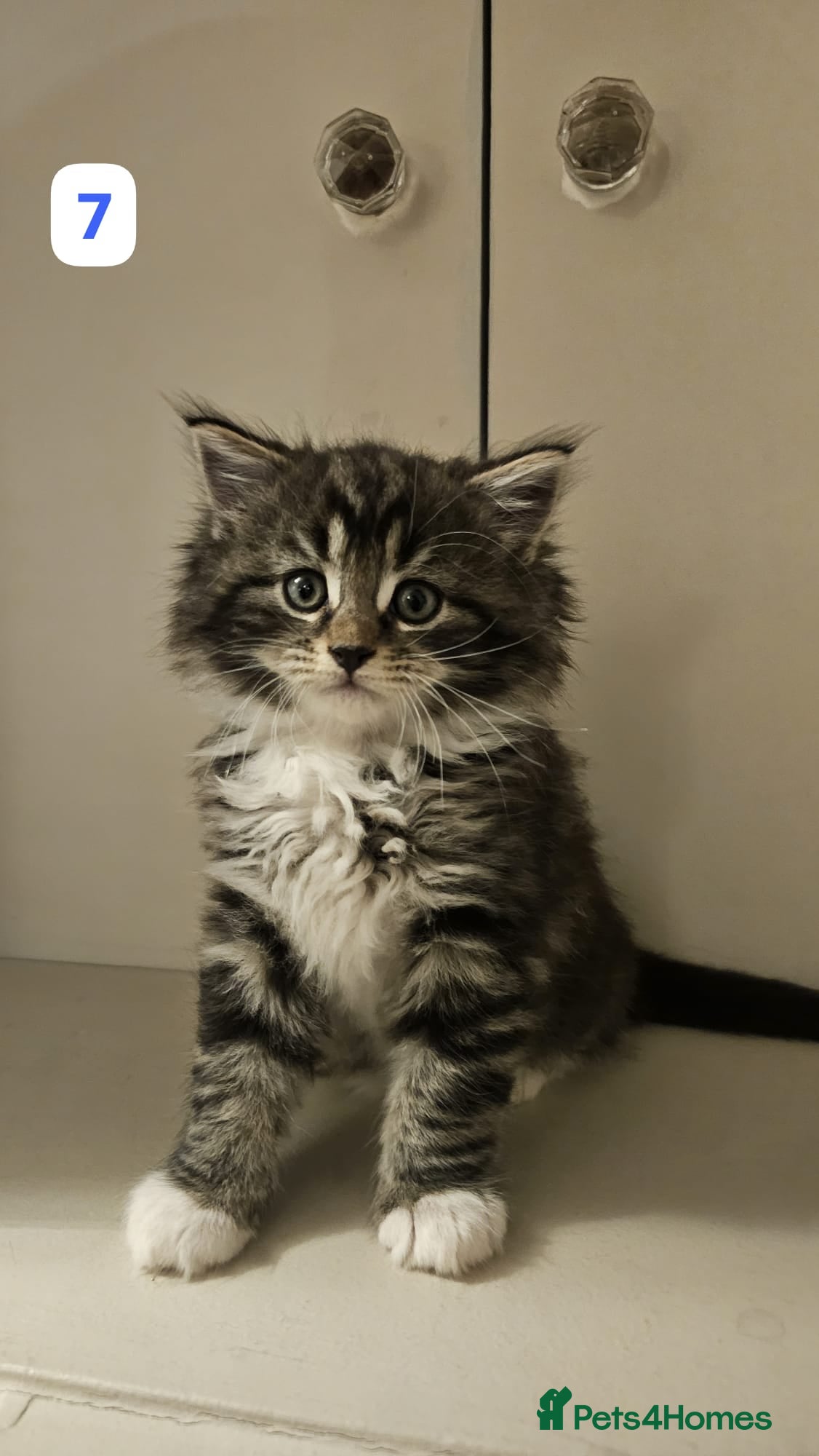 Maine Coon cats 7 Beautiful Maine Coon x Kittens - Advert 2