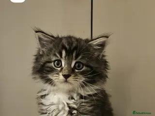 Maine Coon cats 7 Beautiful Maine Coon x Kittens - Advert 2