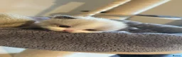 Ragdoll cats for sale: Ragdoll kittens fully gccf registered kittens  - Advert 5
