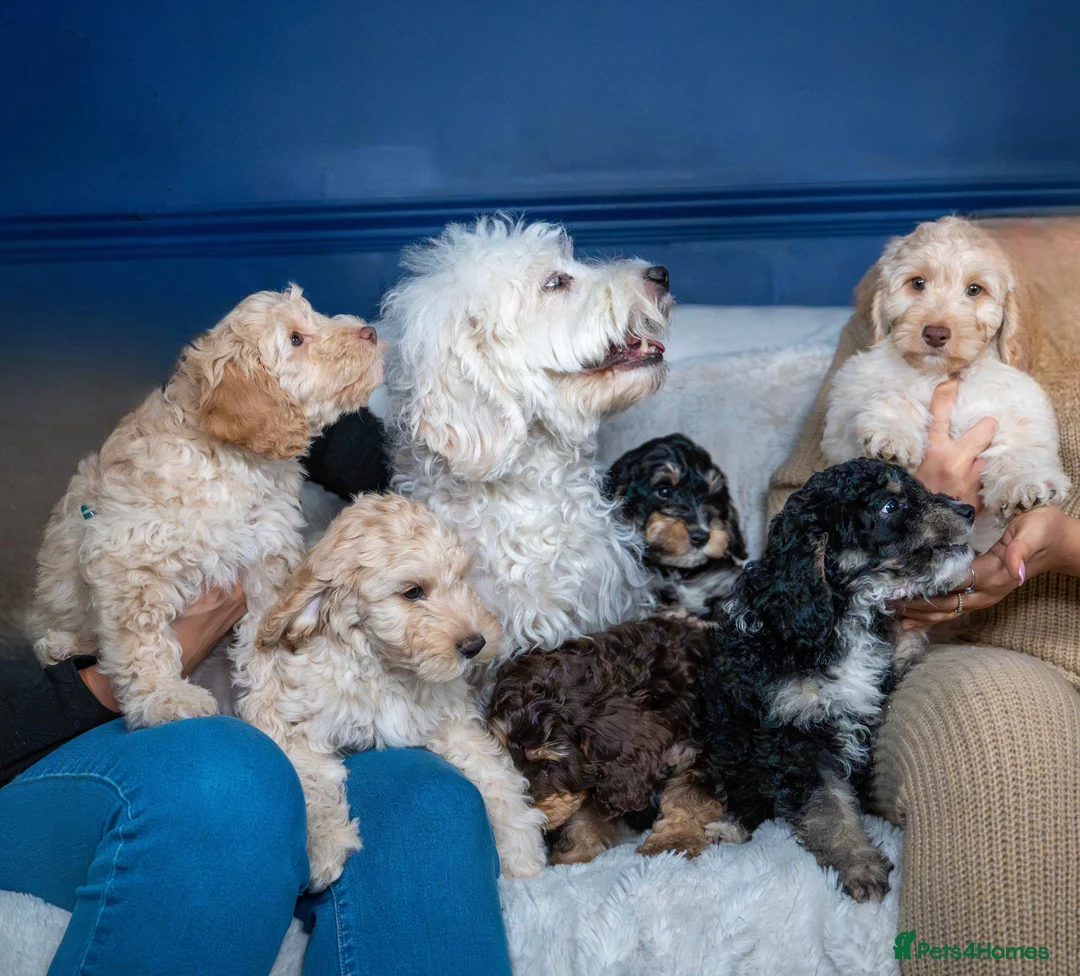 Cockapoo dogs for sale: 6 Stunning Cockapoo Puppies - Advert 3
