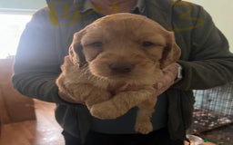 Labradoodle dogs for sale: Labradoodle puppies for sale  - Image 1